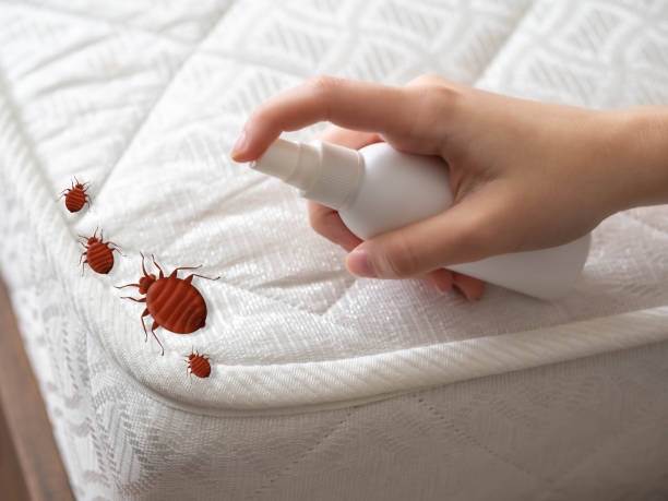 Best Residential Pest Control  in San Juan, TX